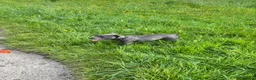 Staffordshire Bull Terrier dogs for sale: Male boy blue Staffordshire bull terrier  in Manchester - Advert 3