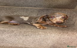 Miniature Dachshund dogs for sale: Female Dapple Miniature dachshund  (Dottie)  - Image 2