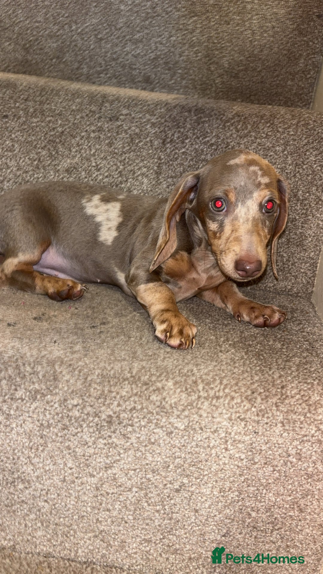 Miniature Dachshund dogs for sale: Female Dapple Miniature dachshund  (Dottie)  - Image 2
