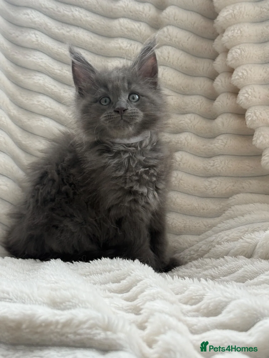Maine Coon cats for sale: Maine coon blue / grey boy TICA  in Bury Saint Edmunds - Advert 2