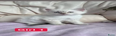 Seal lynx girl 