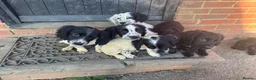 Cocker Spaniel dogs for sale: 8 cocker spaniels available 4 males 4 females - Advert 8