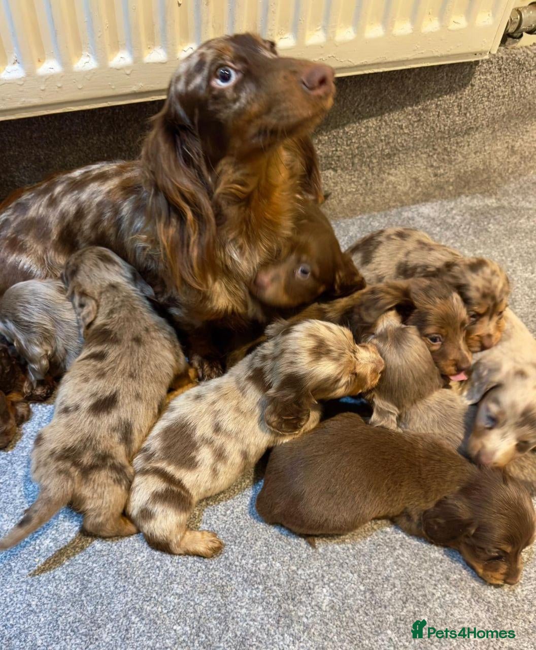 Miniature Dachshund dogs for sale: Adorable Longhaired miniature puppies - Advert 1