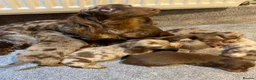 Miniature Dachshund dogs for sale: Adorable Longhaired miniature puppies in Cardiff - Advert 1