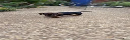 Miniature Dachshund dogs for sale: Miniature Daschunds - Advert 7