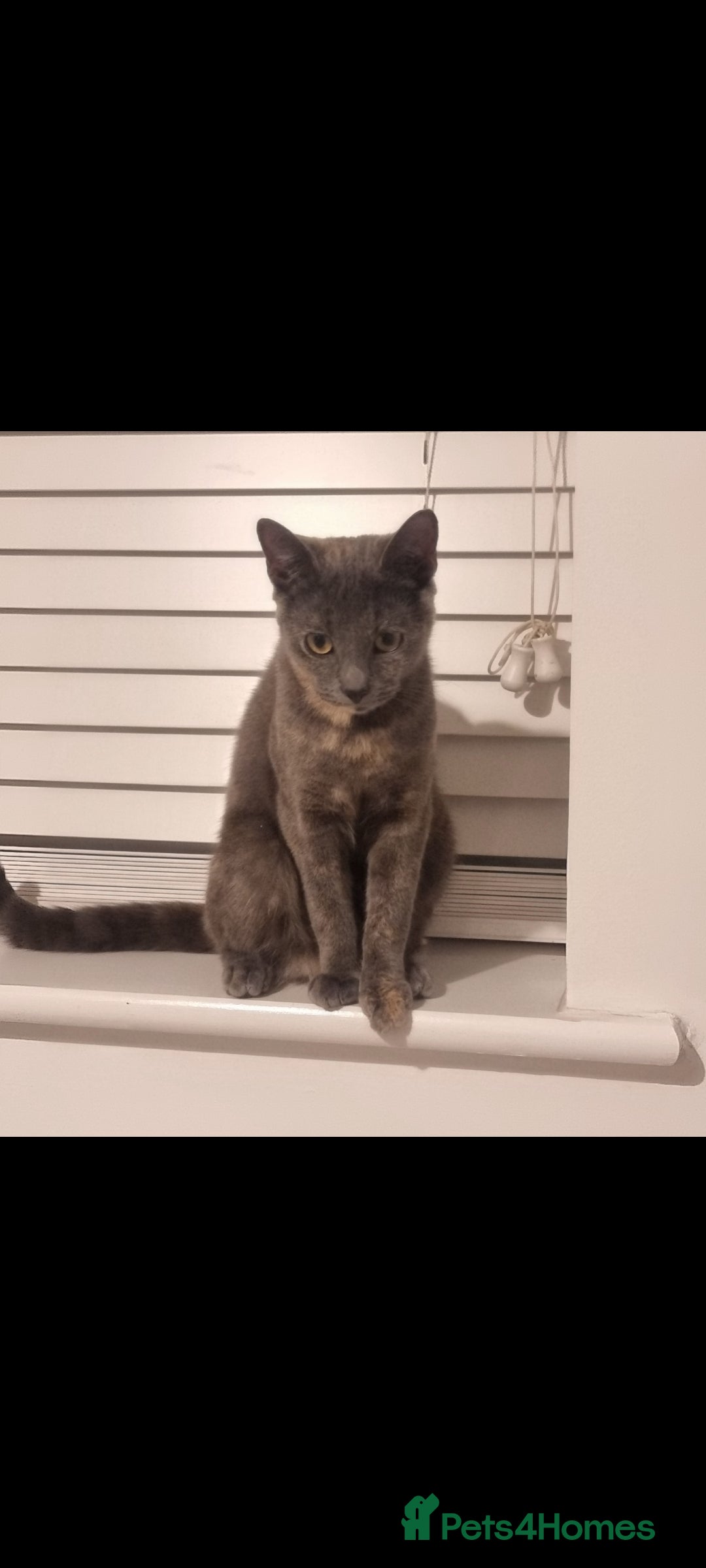 Mixed Breed cats for sale: Meet Mimi - Advert 2