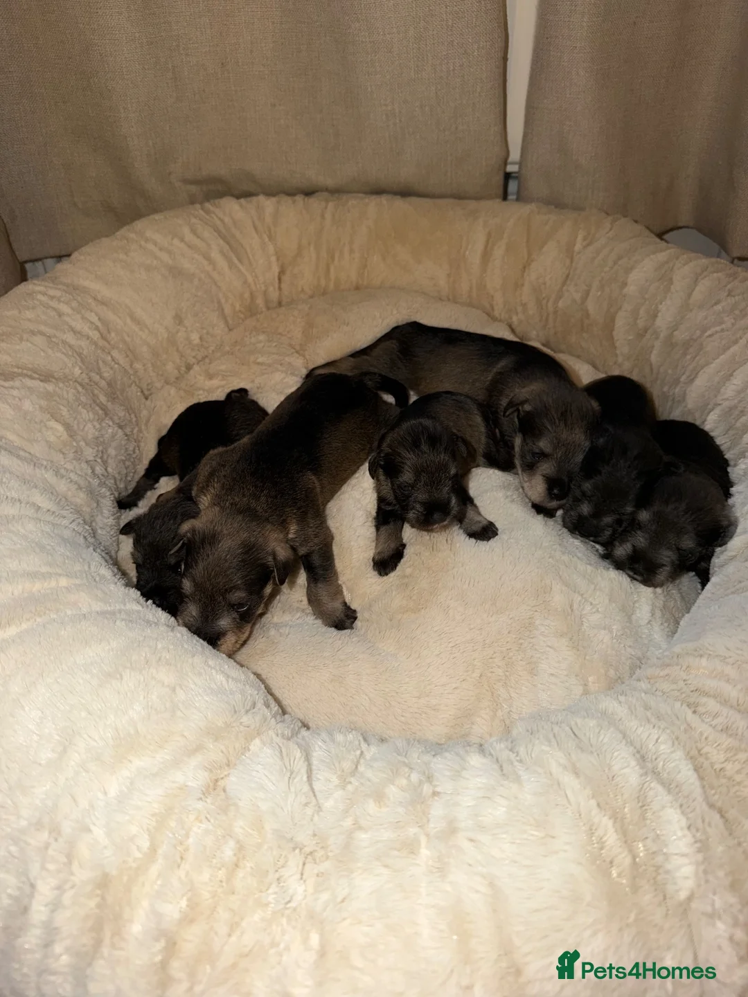 Miniature Schnauzer dogs for sale: Miniature Schnauzer Puppies 4 girls 3 boys.  - Advert 2