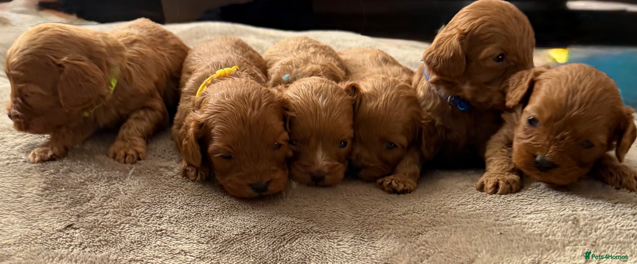 Cavapoo dogs for sale: Stunning F1 Ruby Red Cavapoos - Advert 2