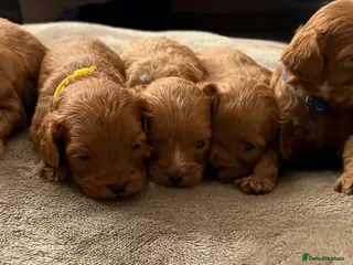 Cavapoo dogs Stunning F1 Ruby Red Cavapoos - Advert 8