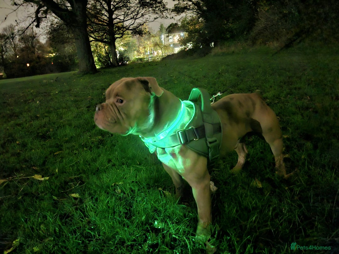 American Bully dogs for sale: American bully - Advert 2