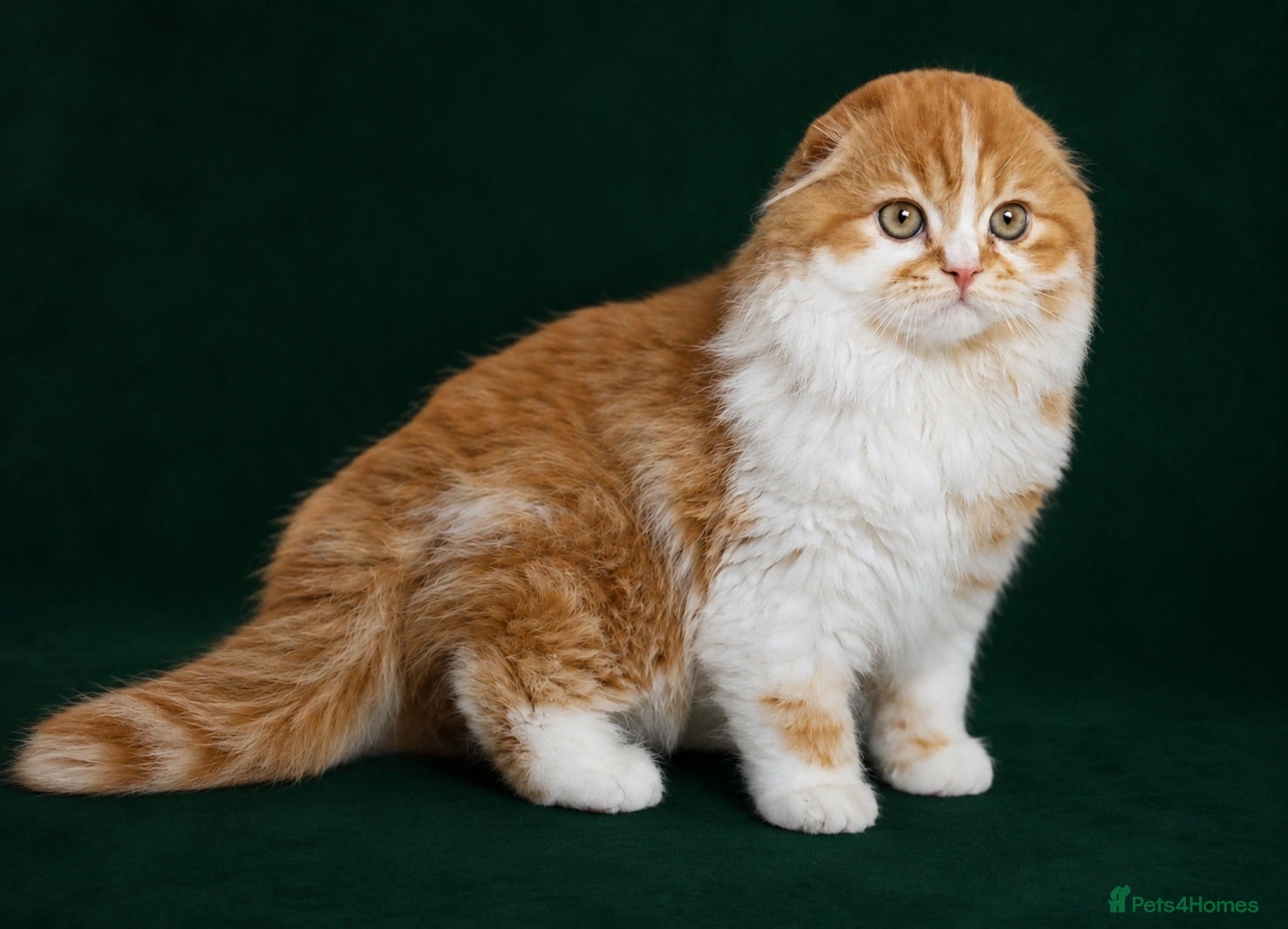 Scottish Fold cats Scottish Fold TICA Pedigree  - Advert 1