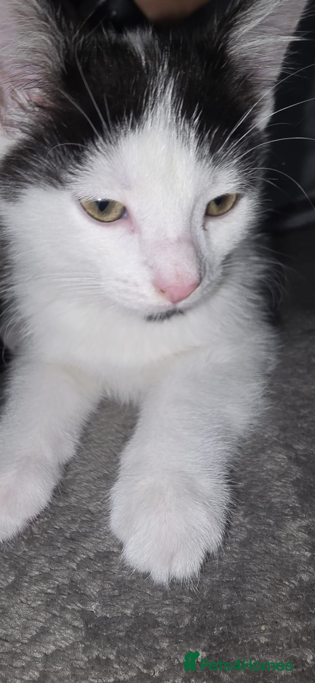 British Shorthair cats for sale: Beautiful 6 month old White Kitten - Advert 2