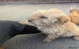 Cockapoo dogs for sale: Cockapoo puppies  - Image 2