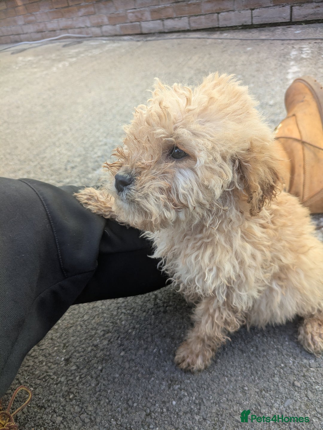 Cockapoo dogs for sale: Cockapoo puppies  - Image 2