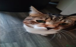 Domestic Shorthair cats for sale: Dashing Dash - Advert 3