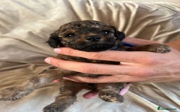 Cavapoo dogs for sale: Fully health tested Beautiful F1BB Cavapoo puppies - Image 3