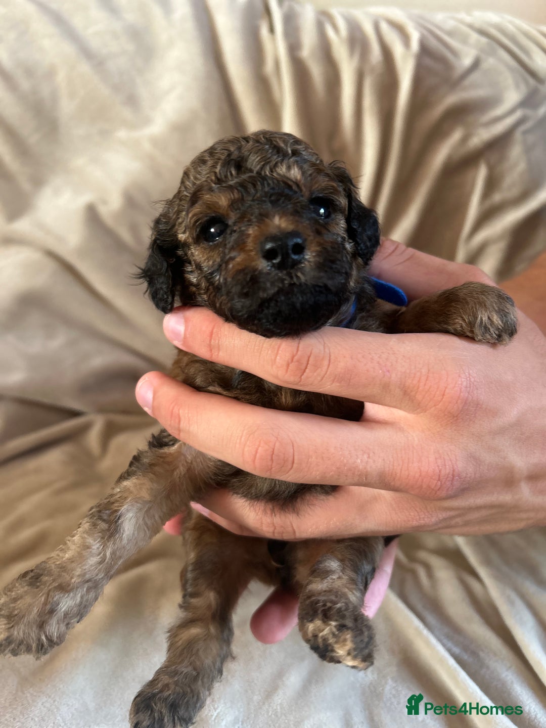 Cavapoo dogs for sale: Fully health tested Beautiful F1BB Cavapoo puppies - Image 3