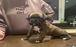 Boxer dogs for sale: Boxer Puppies  - Advert 8