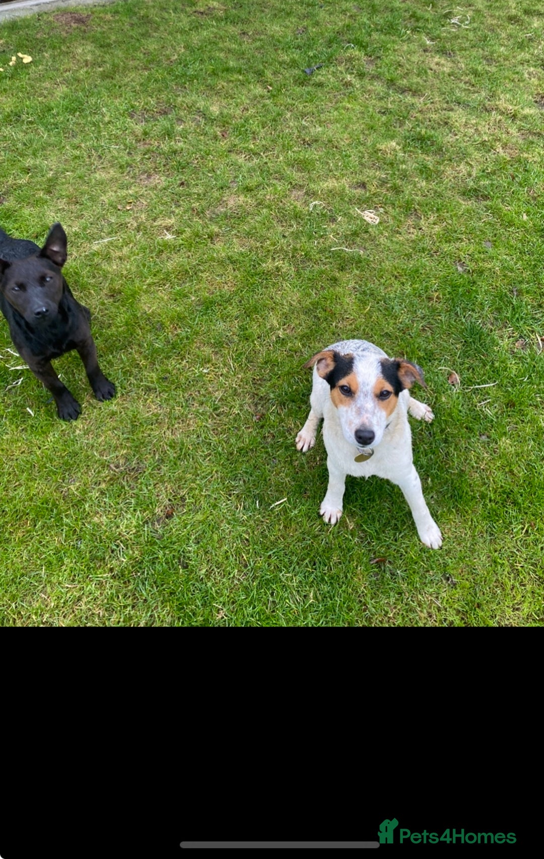 Jack Russell dogs for sale: 2 beautiful dogs for sale - Advert 2
