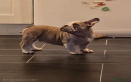 Mixed Breed dogs for sale: Mum frenchie dad English bulldog  - Image 9