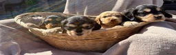 Cocker Spaniel dogs for sale: Stunning show Type cocker spaniel puppies  - Advert 9