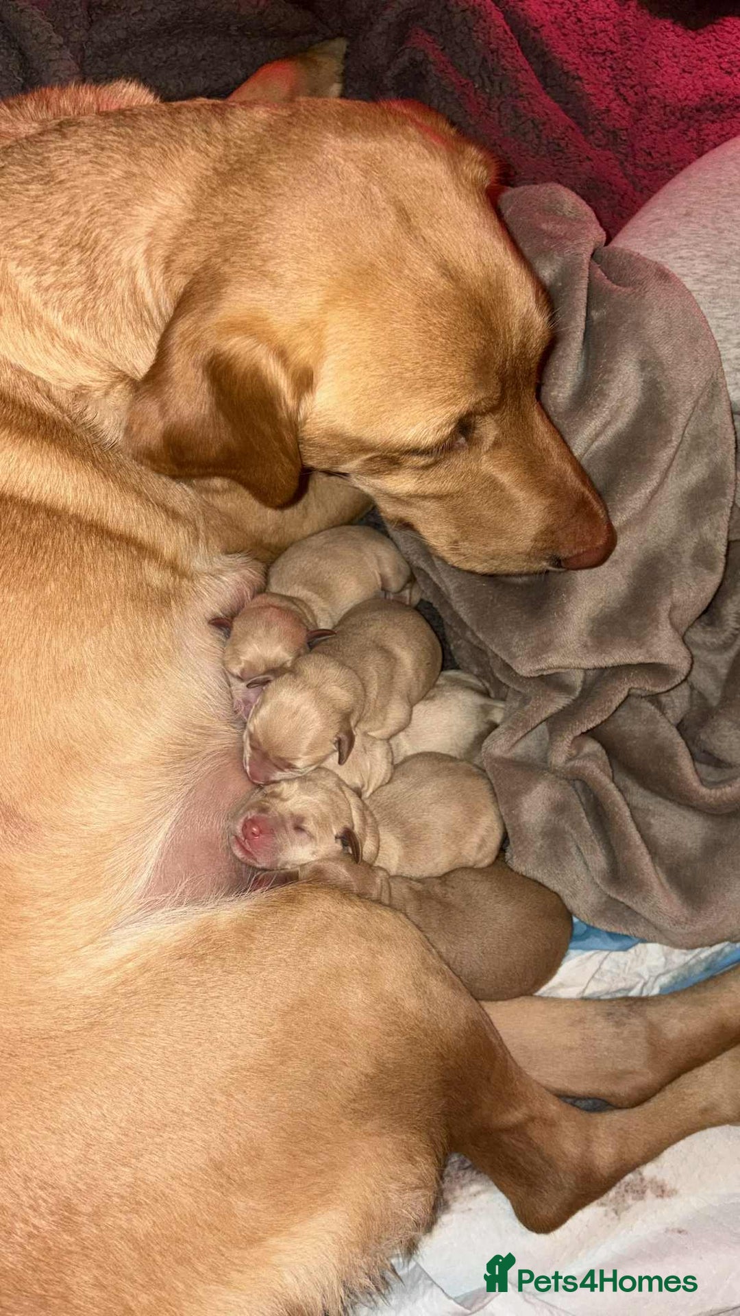 Labrador Retriever dogs for sale: Labrador Retriever Puppies for sale  - Advert 9