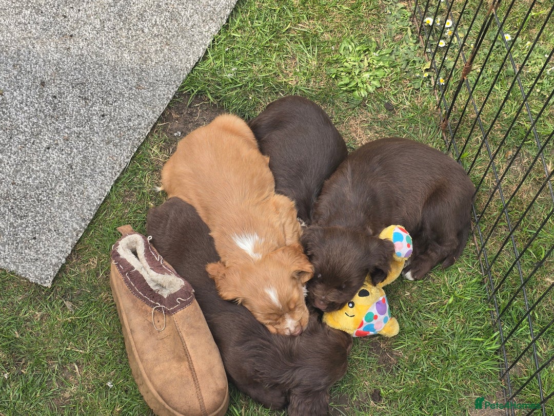 Sprocker dogs for sale: Sprocker Spaniels - Advert 5