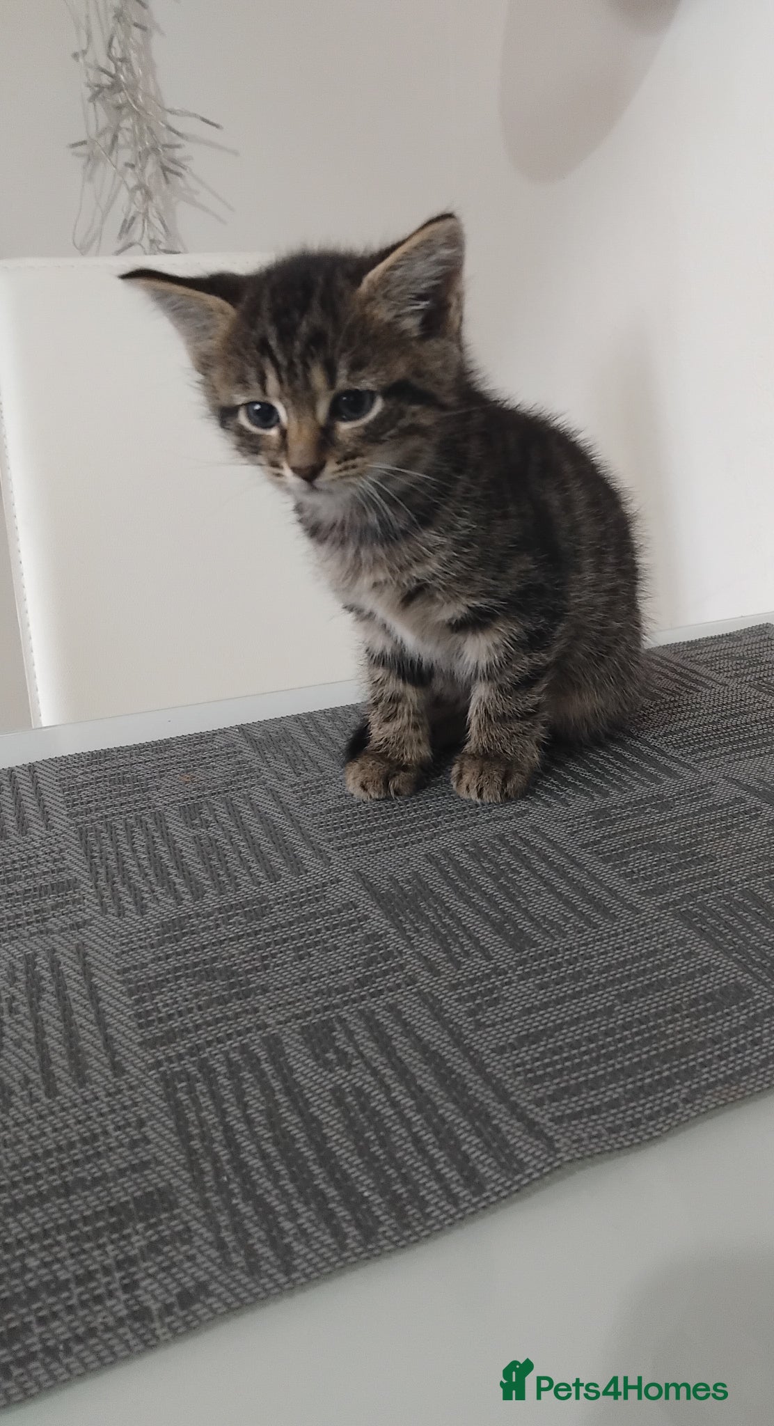 Mixed Breed cats Beautiful kittens  - Advert 6