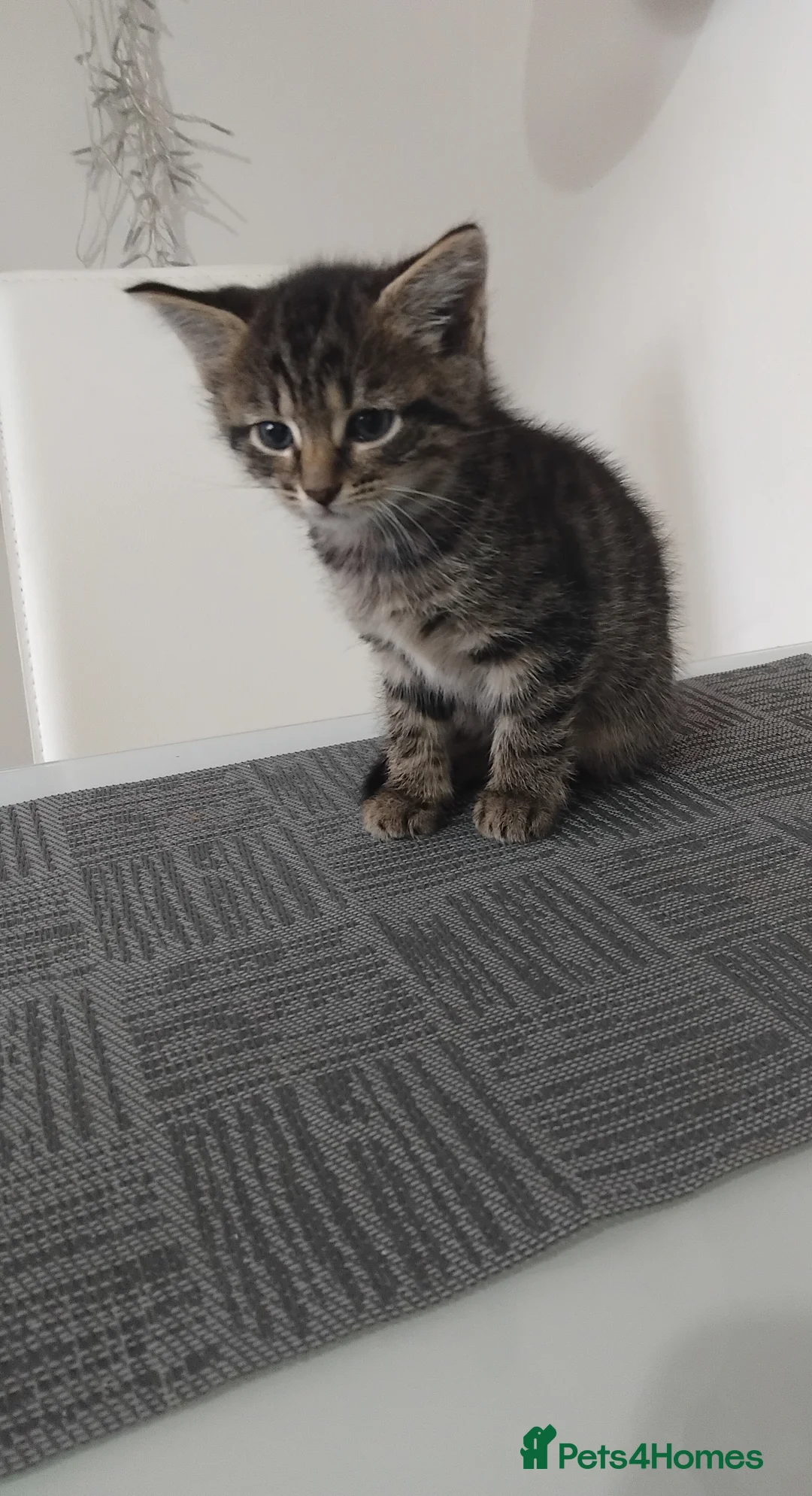 Mixed Breed cats for sale: Beautiful kittens  - Advert 1