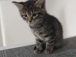 Mixed Breed cats Beautiful kittens - Advert 6