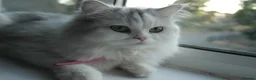 Persian cats for sale: Persian chinchilla silver back in Walsall - Advert 23