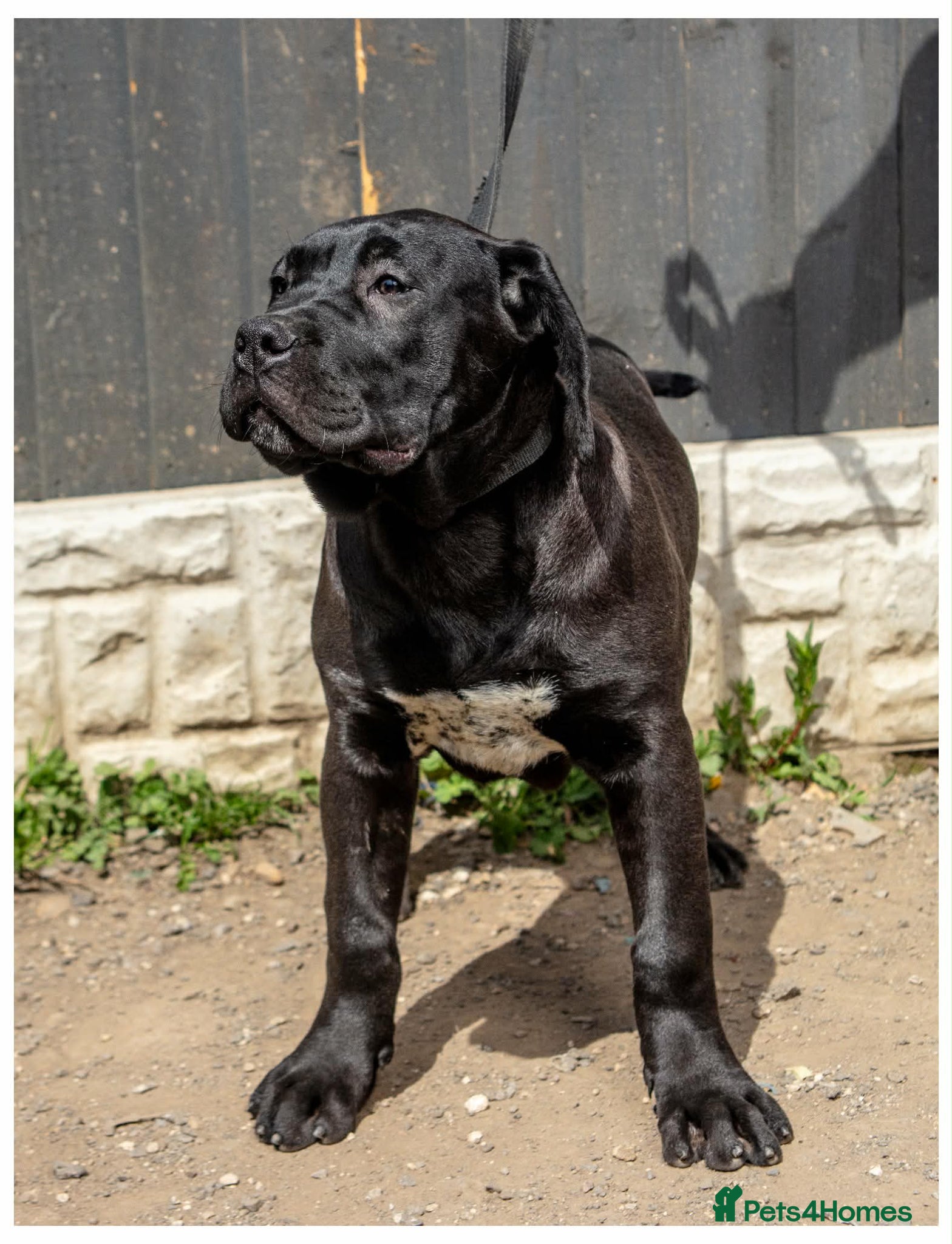 Presa Canario dogs Presa Canario puppies REDUCED 4left - Advert 12