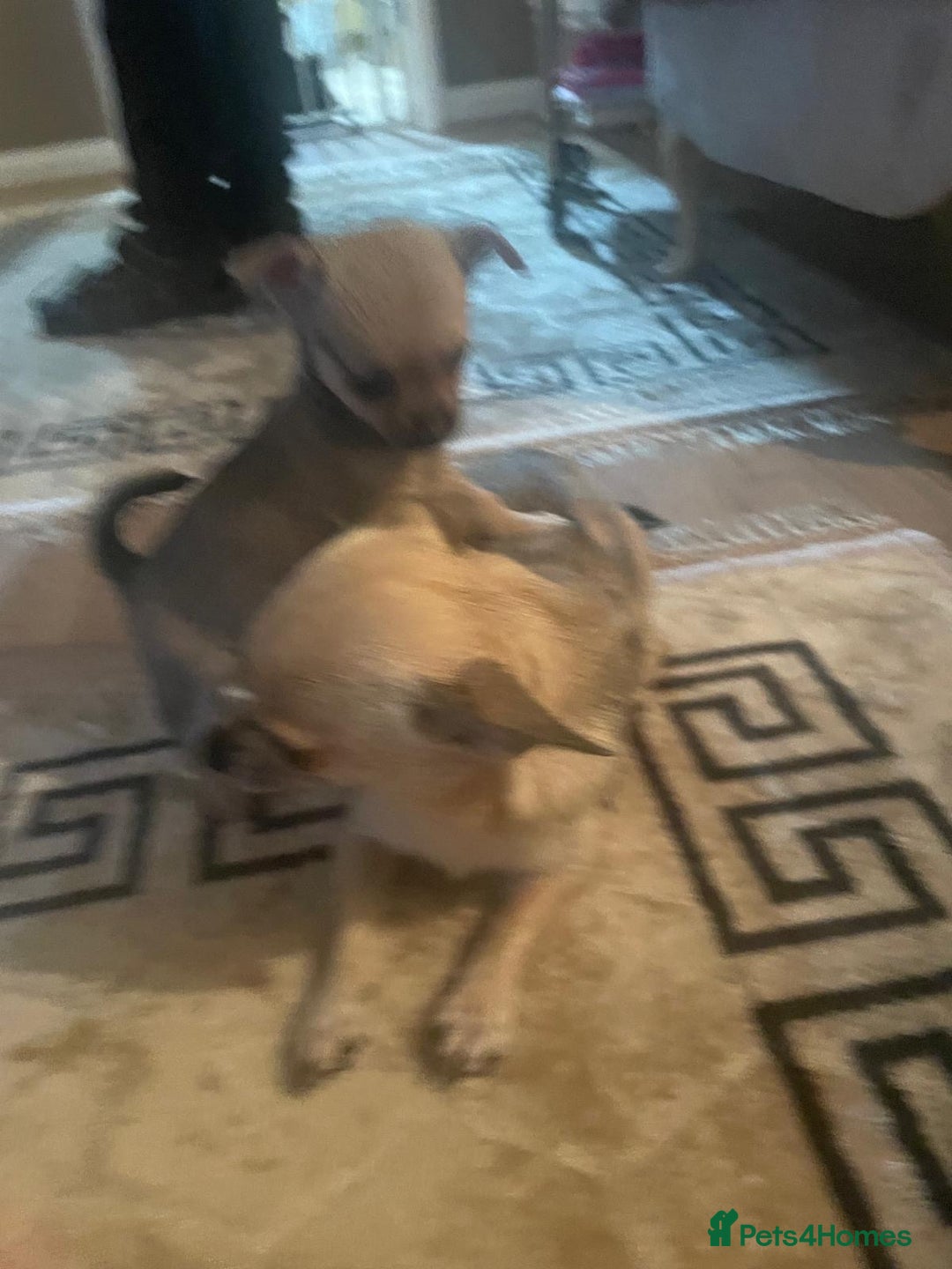 Chihuahua dogs for sale: Poppy Chihuahua  - Advert 4