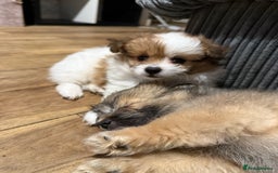 Mixed Breed dogs for sale: La poms (La pomachon)  - Image 1