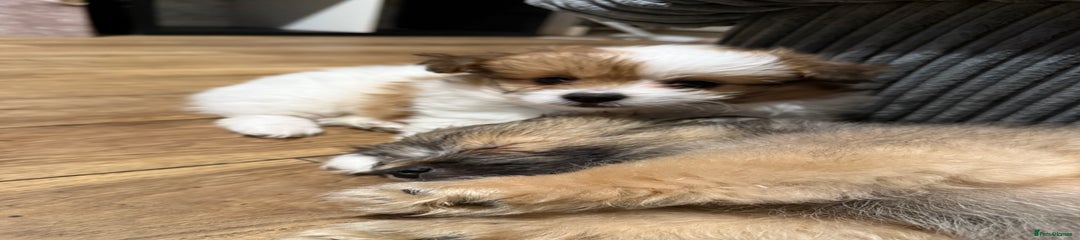 Mixed Breed Puppy 1