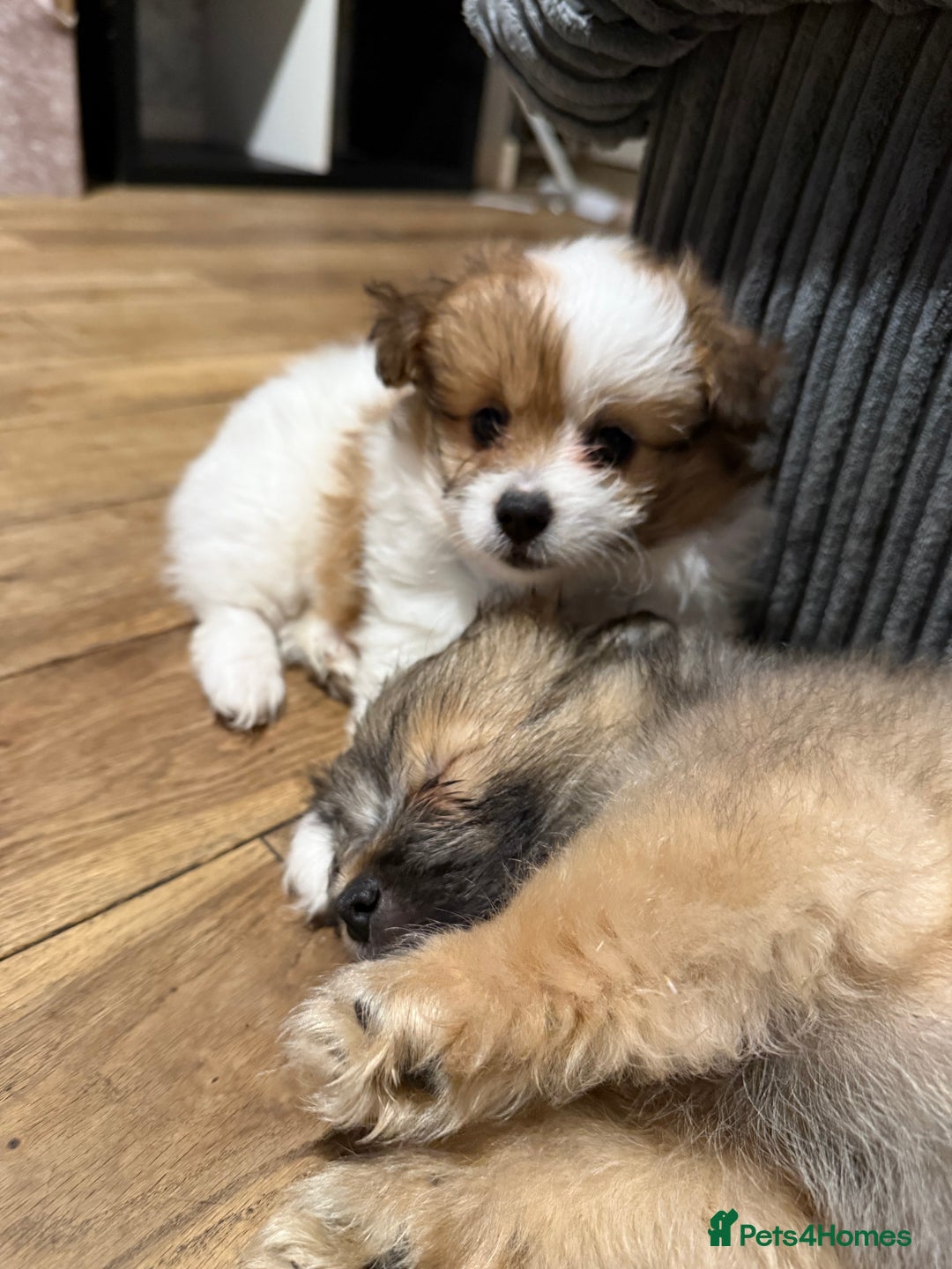 Mixed Breed dogs for sale: La poms (La pomachon)  - Image 1