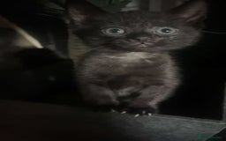 Mixed Breed cats for sale: Two beautiful female kittens  in Wolverhampton - Image 1
