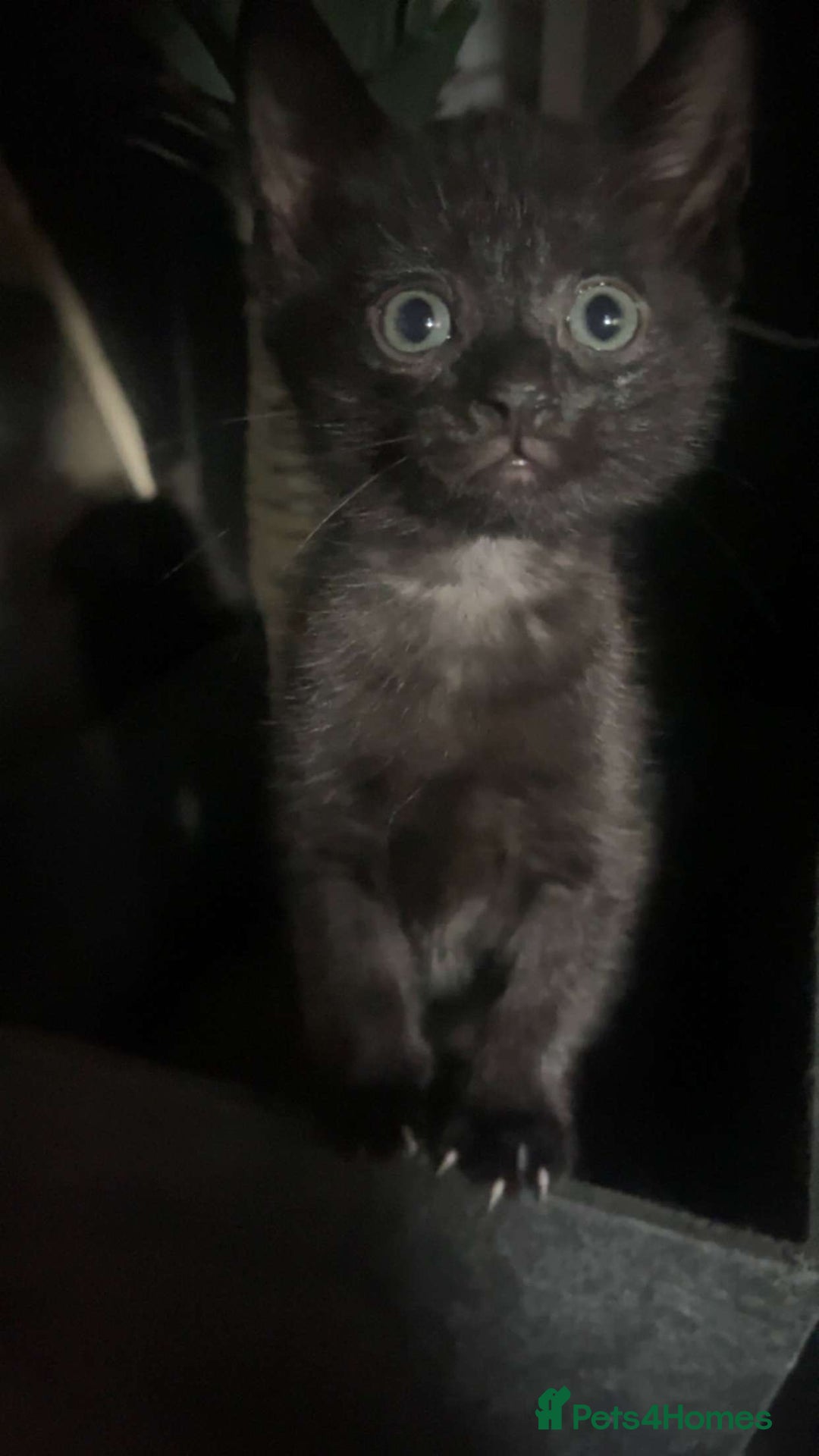 Mixed Breed cats for sale: Two beautiful female kittens  in Wolverhampton - Image 1