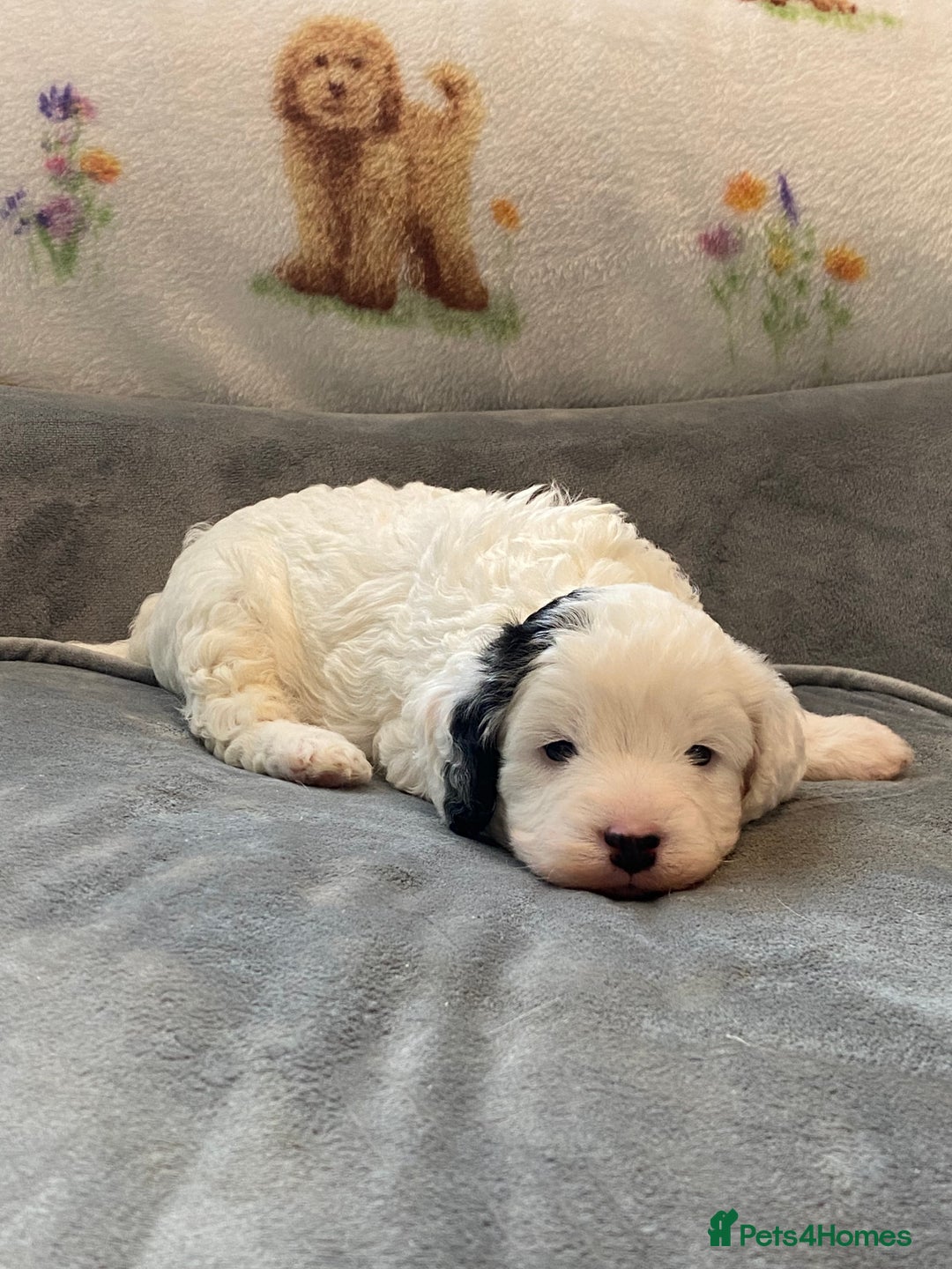 Cavapoo dogs for sale: Super cute, health tested, friendly Cavapoo pups  - Image 6