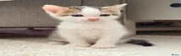 Mixed Breed cats for sale: Litter of 6 Gorgeous kittens  - Advert 11