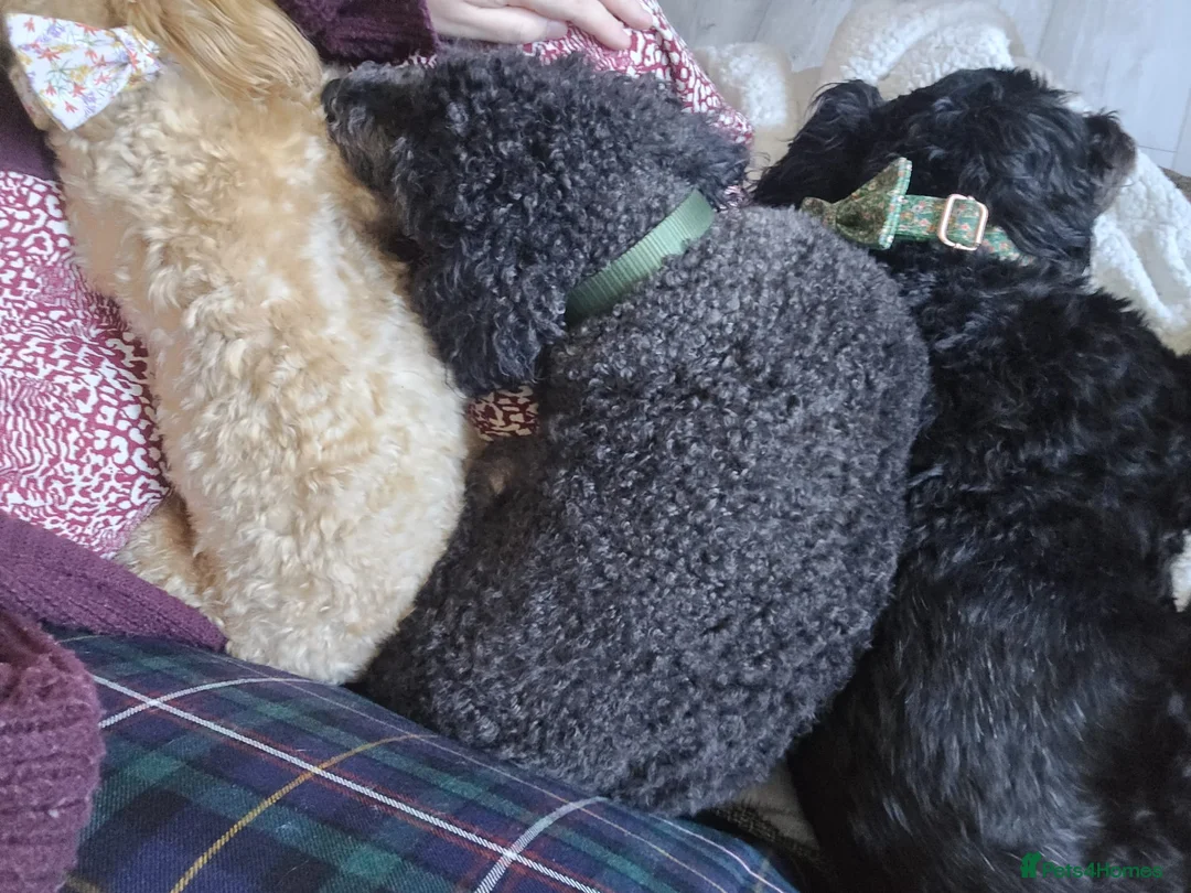 Miniature Poodle dogs for sale: Loving Home Needed for Cooper - Advert 8