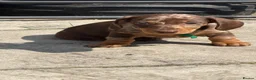 Miniature Dachshund dogs for sale: 2 BEAUTIFUL BOYS READY! - Advert 11