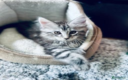 Maine Coon cats for sale: Mainecoon kittens  - Image 17