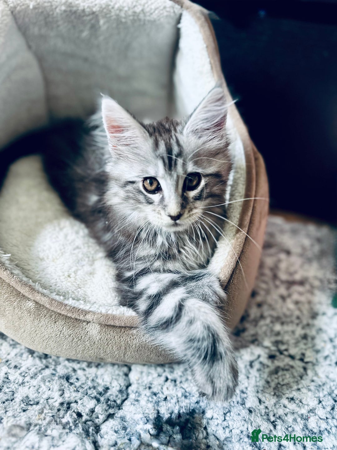 Maine Coon cats for sale: Mainecoon kittens  - Image 17