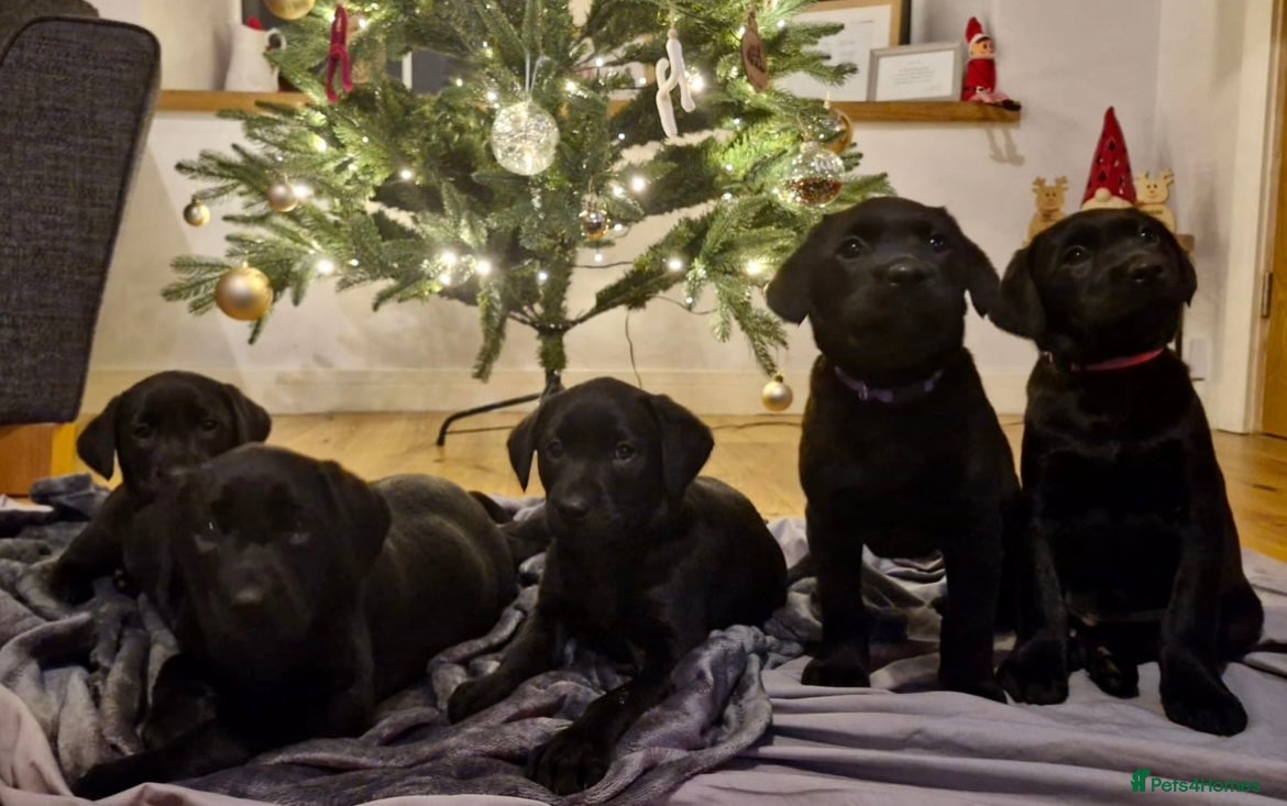 Labrador Retriever dogs Gorgeous Black Labrador Puppies - Advert 11