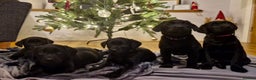 Labrador Retriever dogs for sale: Gorgeous Black Labrador Puppies - Advert 1