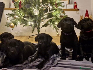 Labrador Retriever dogs Gorgeous Black Labrador Puppies - Advert 6