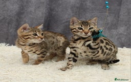Bengal cats for sale: 🔥Stunning Bengal Kittens last little girl left 🔥 - Image 6