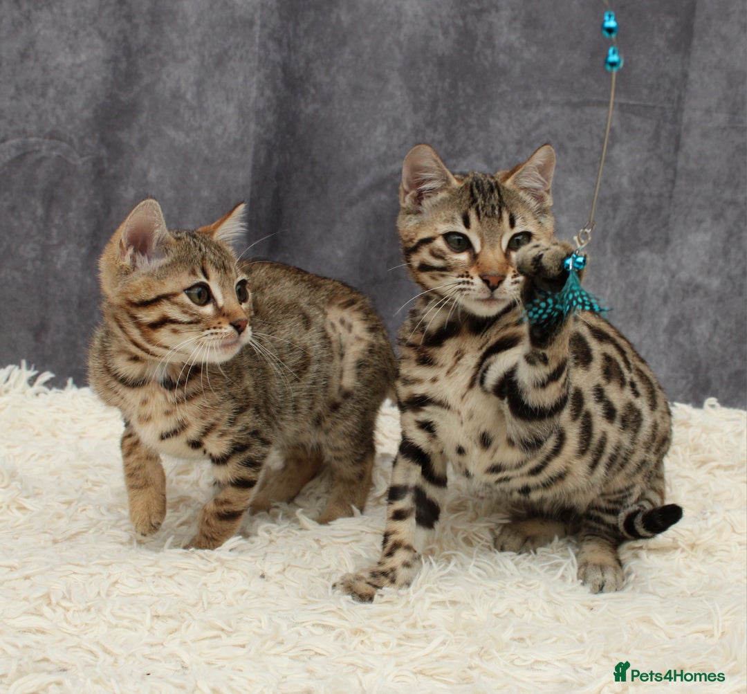 Bengal cats for sale: 🔥Stunning Bengal Kittens last little girl left 🔥 - Image 6