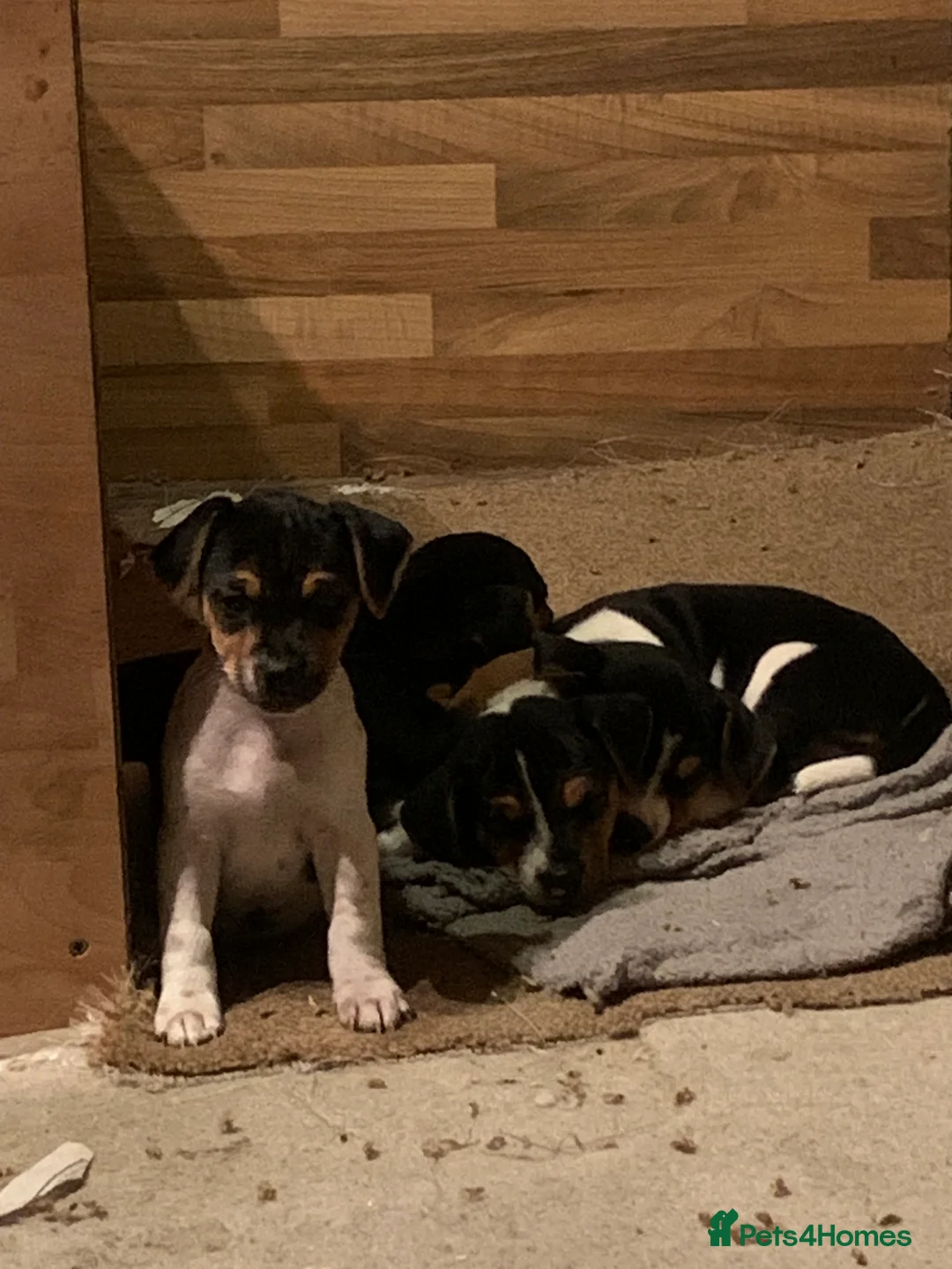 Jack Russell dogs for sale: Jack Russell Puppies  - Advert 10